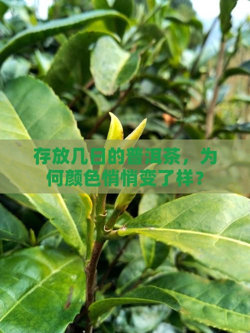 存放几日的普洱茶，为何颜色悄悄变了样？