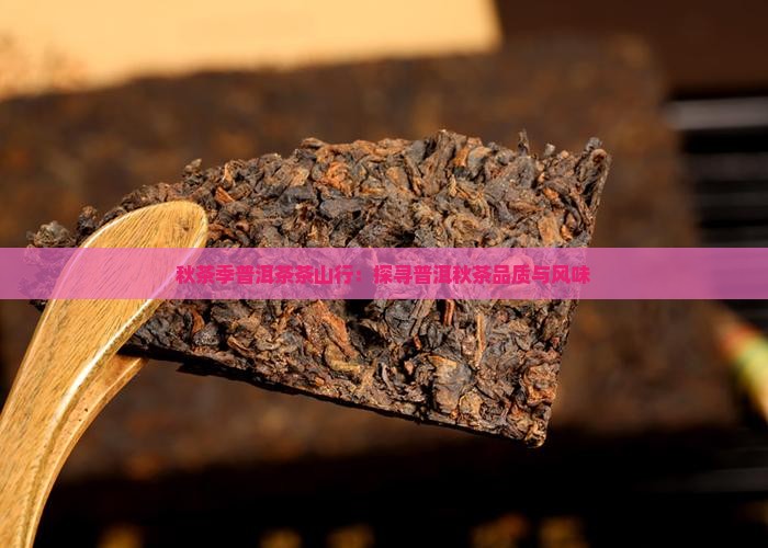 秋茶季普洱茶茶山行：探寻普洱秋茶品质与风味