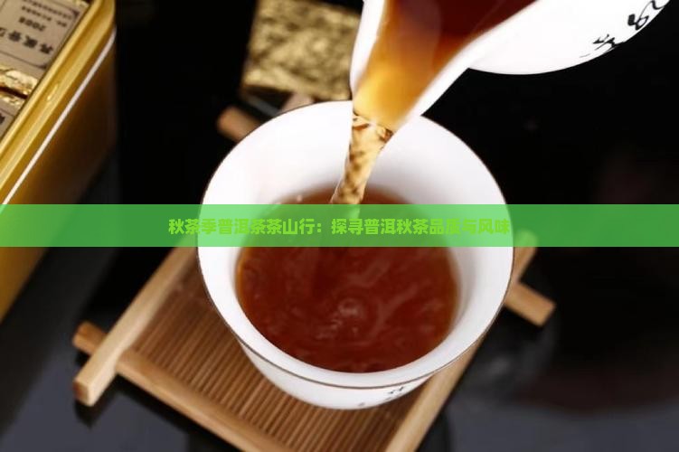 秋茶季普洱茶茶山行：探寻普洱秋茶品质与风味