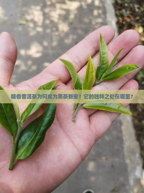 糯香普洱茶为何成为黑茶新宠？它的独特之处在哪里？