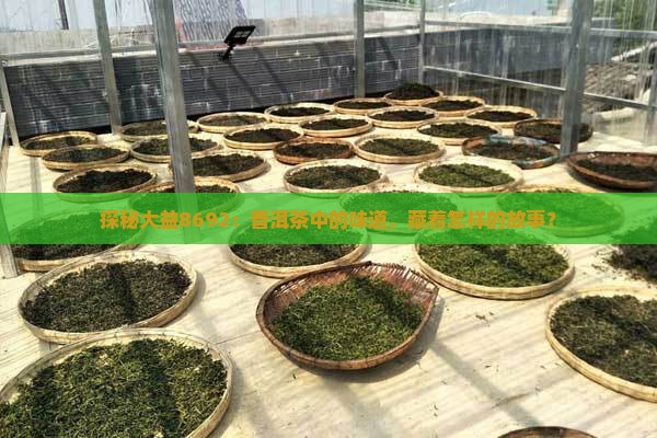 探秘大益8692：普洱茶中的味道，藏着怎样的故事？