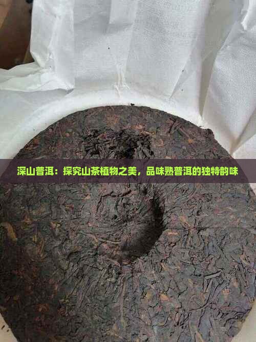 深山普洱：探究山茶植物之美，品味熟普洱的独特韵味