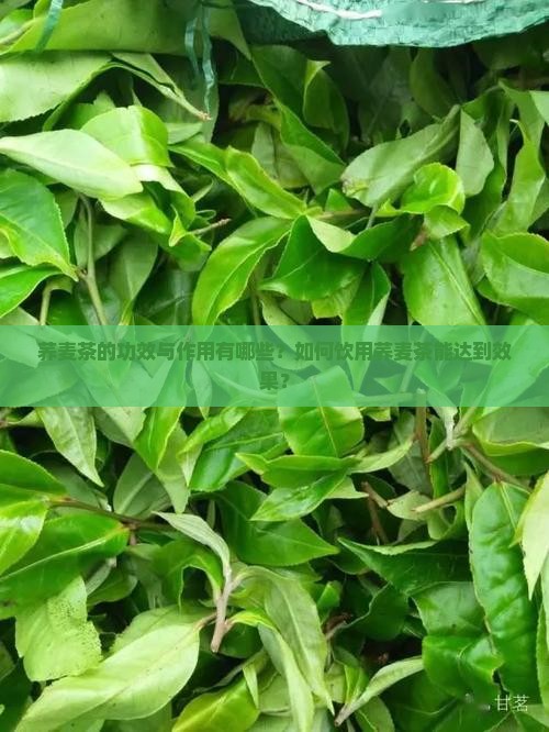荞麦茶的功效与作用有哪些？如何饮用荞麦茶能达到效果？