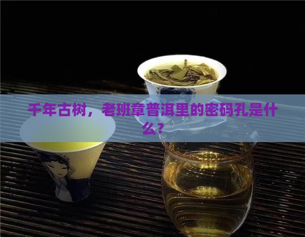 千年古树，老班章普洱里的密码孔是什么？