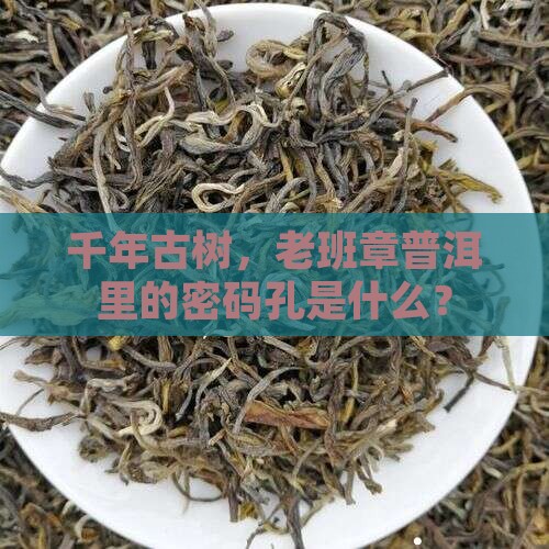 千年古树，老班章普洱里的密码孔是什么？