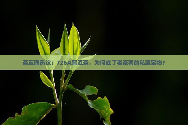 茶友圈热议：726A普洱茶，为何成了老茶客的私藏宝物？