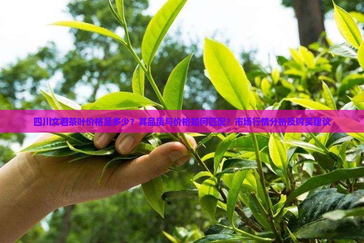 四川文君茶叶价格是多少？其品质与价格如何匹配？市场行情分析及购买建议