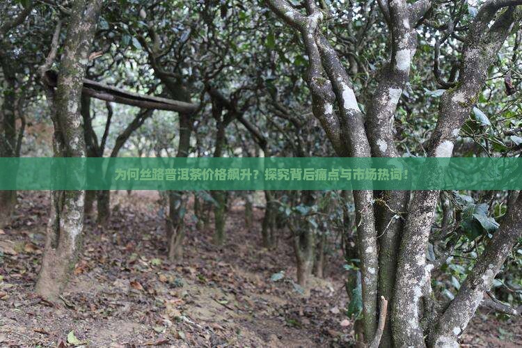 为何丝路普洱茶价格飙升？探究背后痛点与市场热词！