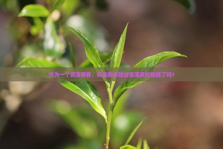 作为一个资深茶客，你真的体验过普洱茶的精髓了吗？