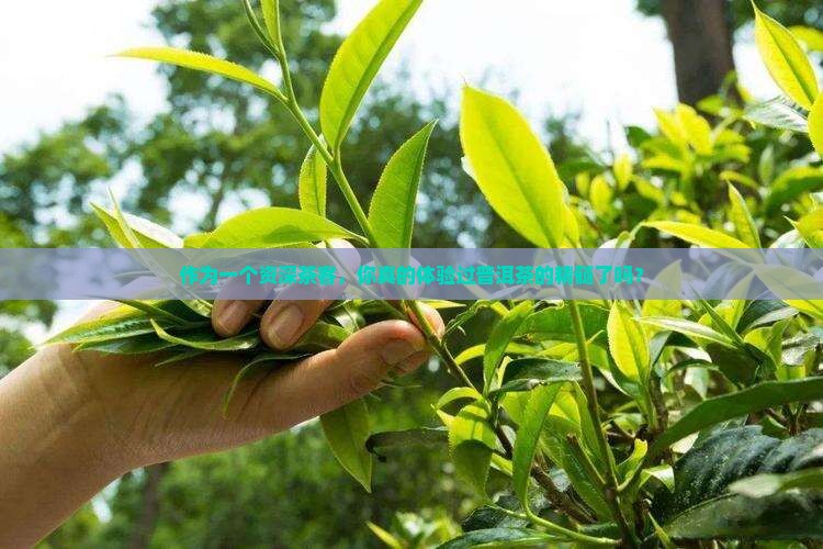 作为一个资深茶客，你真的体验过普洱茶的精髓了吗？
