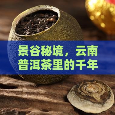 景谷秘境，云南普洱茶里的千年韵味藏着啥？