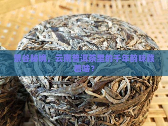 景谷秘境，云南普洱茶里的千年韵味藏着啥？