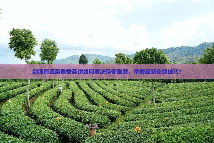 勐海普洱茶鸳鸯茶饼如何解决存储难题，掌握最新仓储技巧？