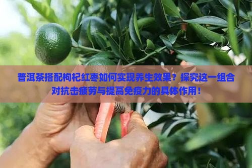 普洱茶搭配枸杞红枣如何实现养生效果？探究这一组合对抗击疲劳与提高免疫力的具体作用！