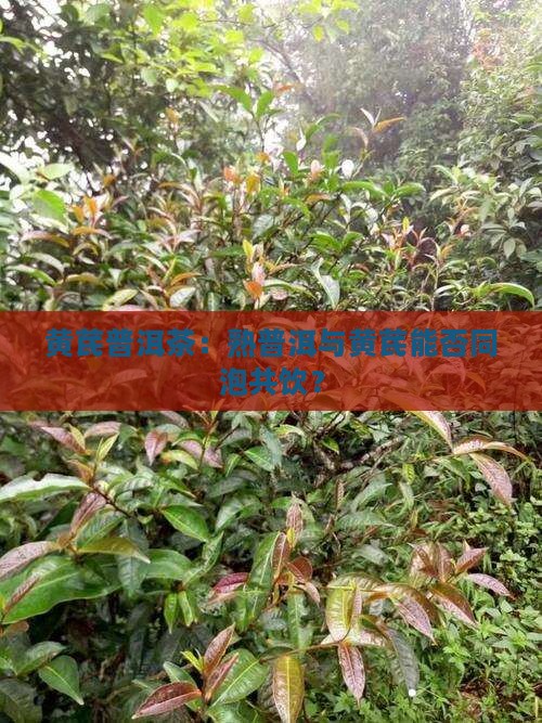 黄芪普洱茶：熟普洱与黄芪能否同泡共饮？