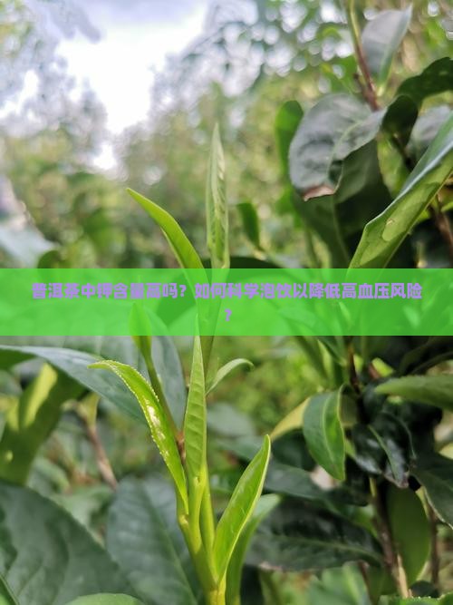 普洱茶中钾含量高吗？如何科学泡饮以降低高血压风险？
