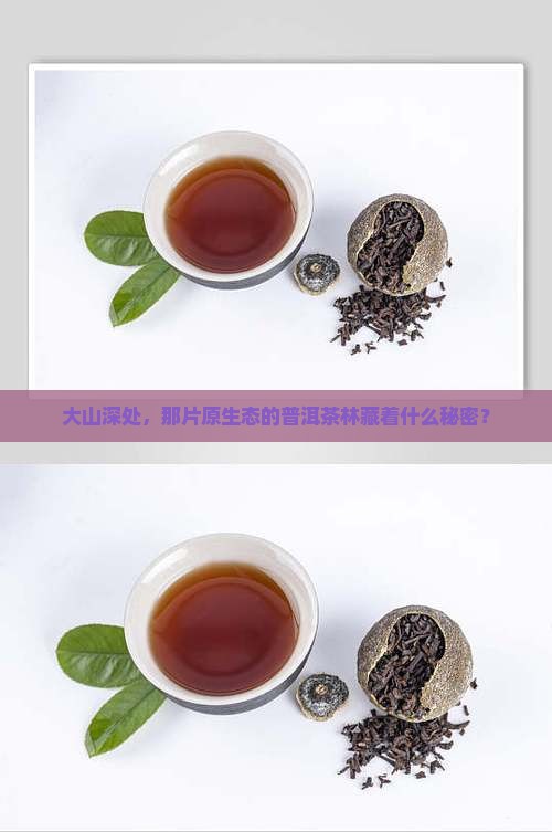 大山深处，那片原生态的普洱茶林藏着什么秘密？