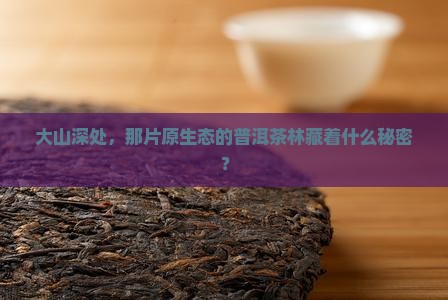 大山深处，那片原生态的普洱茶林藏着什么秘密？