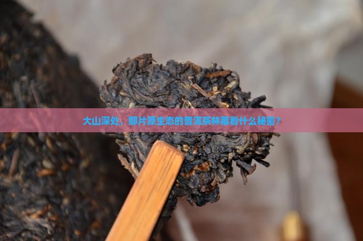 大山深处，那片原生态的普洱茶林藏着什么秘密？