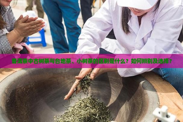 普洱茶中古树茶与台地茶、小树茶的区别是什么？如何辨别及选择？