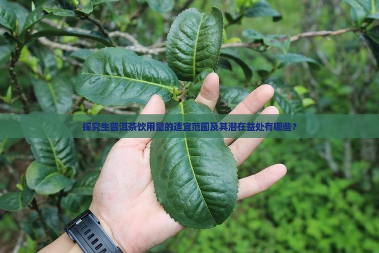 探究生普洱茶饮用量的适宜范围及其潜在益处有哪些？