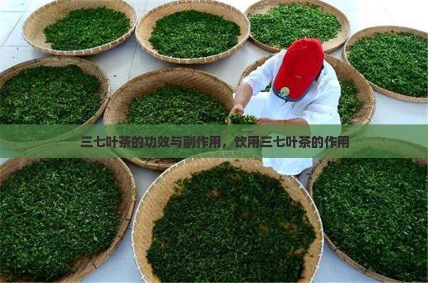 三七叶茶的功效与副作用，饮用三七叶茶的作用