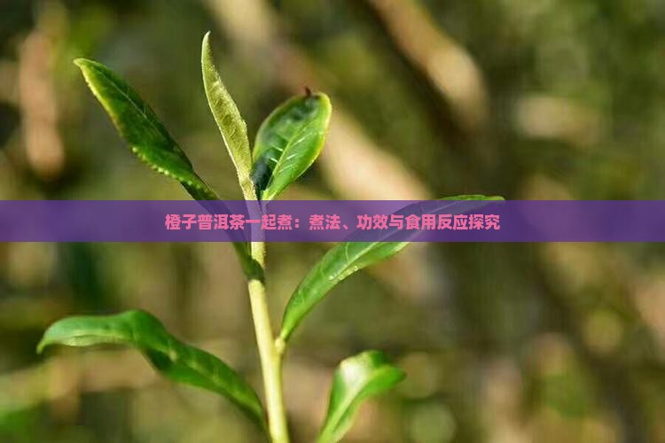 橙子普洱茶一起煮：煮法、功效与食用反应探究
