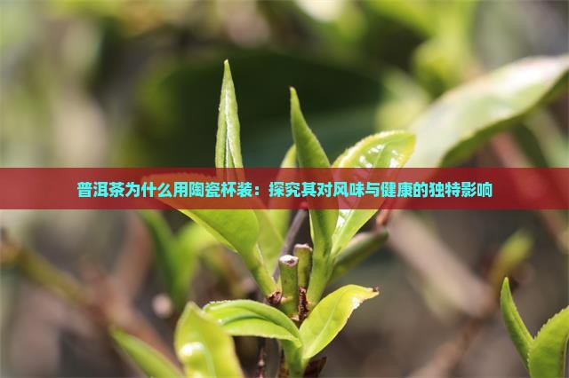普洱茶为什么用陶瓷杯装：探究其对风味与健康的独特影响