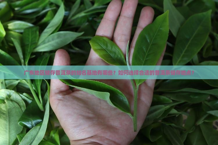 广东地区储存普洱茶的知名基地有哪些？如何选择合适的普洱茶储存地点？
