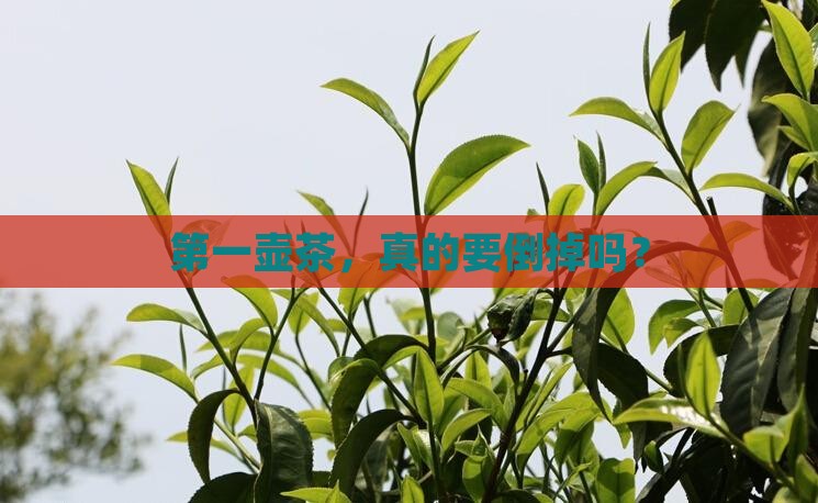 第一壶茶，真的要倒掉吗？