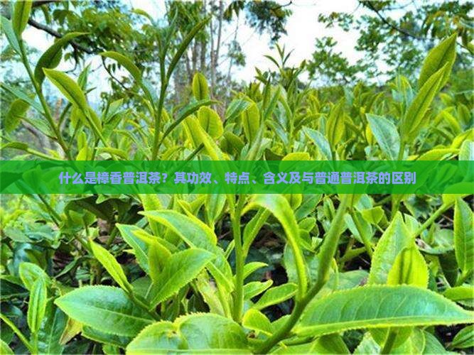 什么是樟香普洱茶？其功效、特点、含义及与普通普洱茶的区别