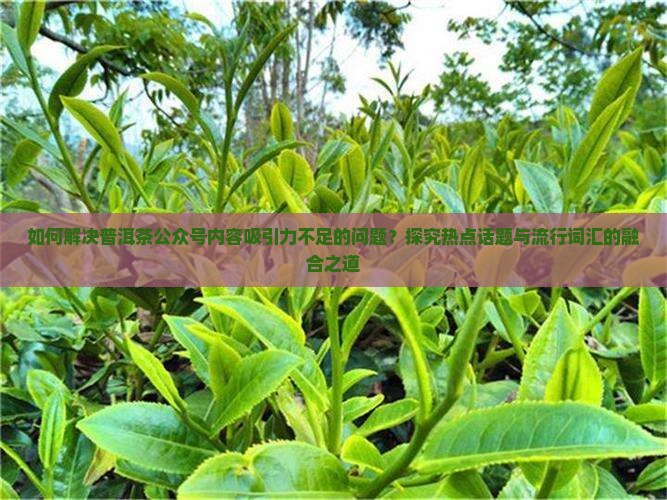 如何解决普洱茶公众号内容吸引力不足的问题？探究热点话题与流行词汇的融合之道