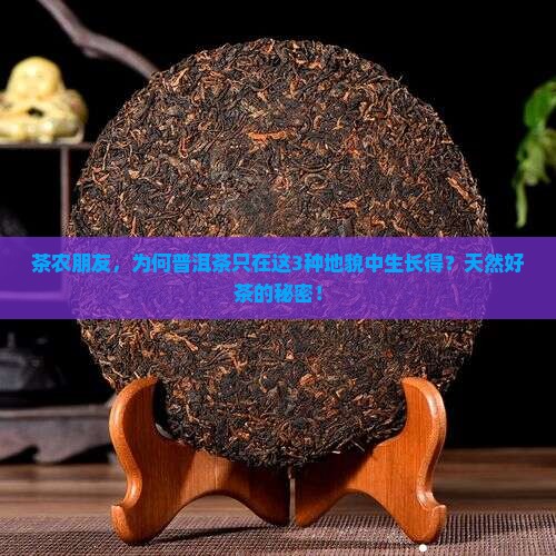 茶农朋友，为何普洱茶只在这3种地貌中生长得？天然好茶的秘密！