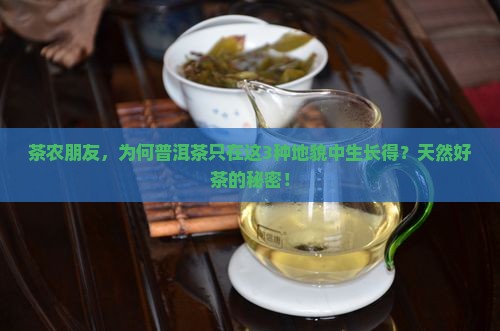 茶农朋友，为何普洱茶只在这3种地貌中生长得？天然好茶的秘密！