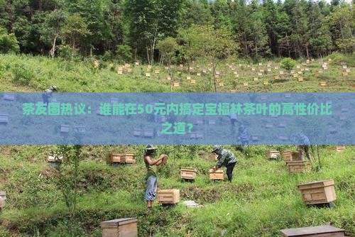茶友圈热议：谁能在50元内搞定宝福林茶叶的高性价比之道？