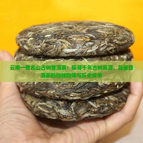 云南一恩名山古树普洱茶：探寻千年古树茶源，品鉴普洱茶的独特韵味与历史传承