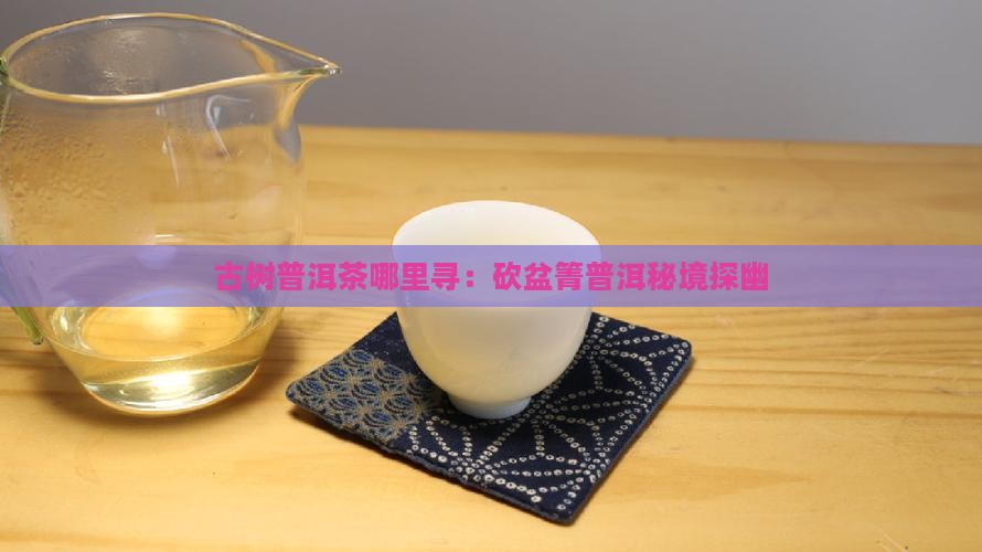 古树普洱茶哪里寻：砍盆箐普洱秘境探幽