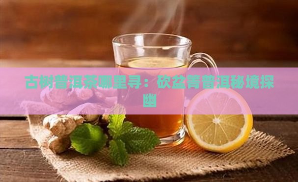 古树普洱茶哪里寻：砍盆箐普洱秘境探幽