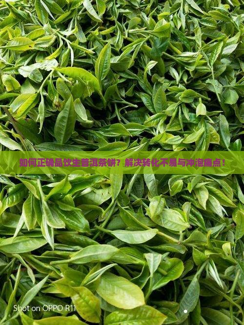 如何正确品饮生普洱茶饼？解决转化不易与冲泡痛点！