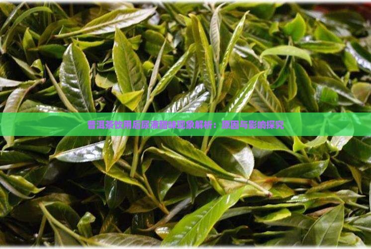 普洱茶饮用后尿液甜味现象解析：原因与影响探究