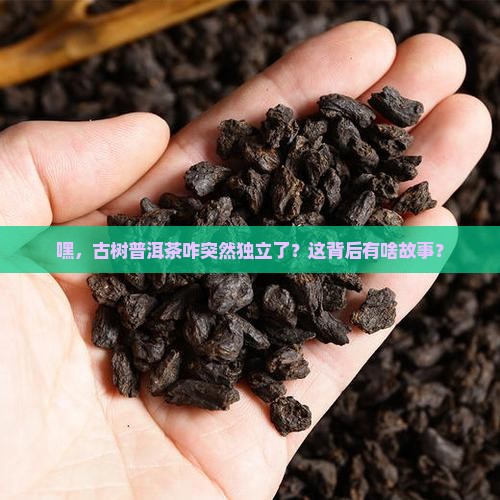 古树普洱茶独立 古树普洱茶独立