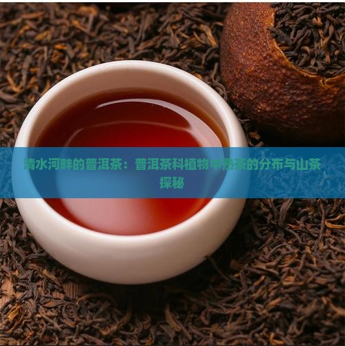 清水河熟普洱茶