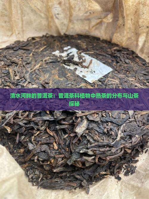 清水河熟普洱茶