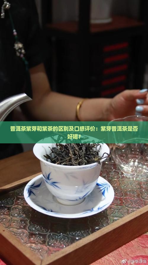 普洱茶紫芽和紫茶的区别