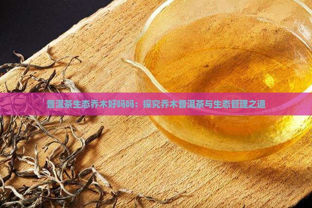 普洱茶生态乔木好吗吗