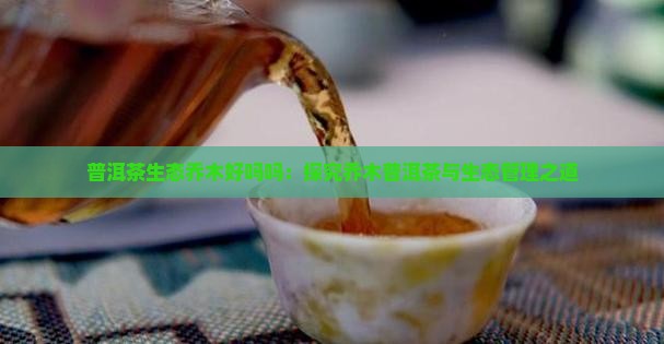 普洱茶生态乔木好吗吗