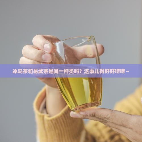 冰岛茶是易武种类么