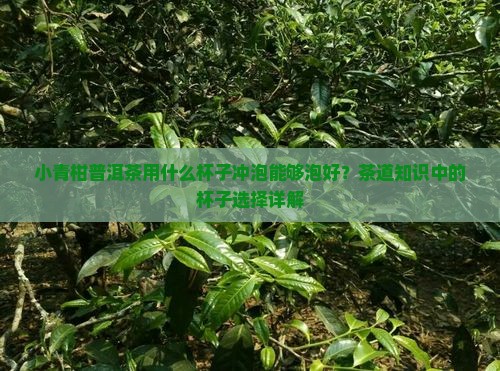 小青柑普洱茶用什么杯子泡好呢