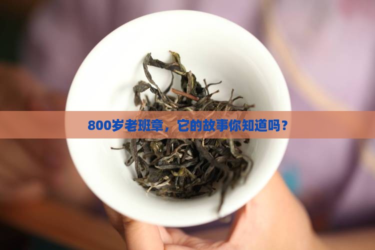 老班章800树龄