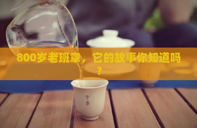 老班章800树龄